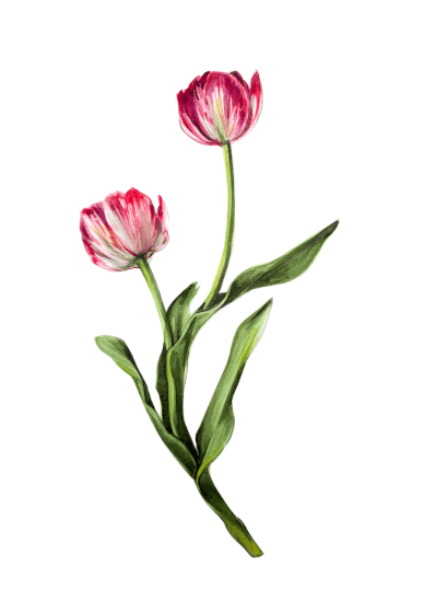 Tulip Watercolour Painting Class