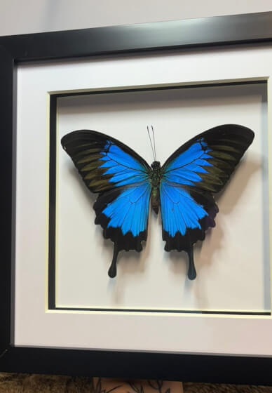 Ulysses Butterfly Pinning Workshop