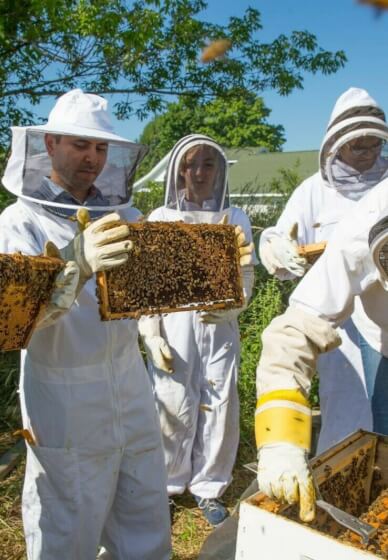 Urban Beekeeping Workshop for Beginners