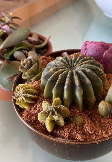 Vegan Chocolate Class: Make a Succulents Bowl