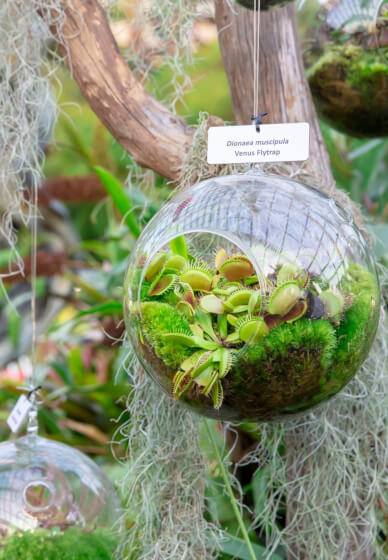 Venus Flytrap' Fun Terrarium Workshop for Kids