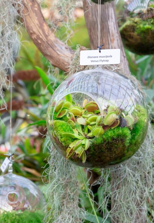 Venus Flytrap' Fun Terrarium Workshop for Kids