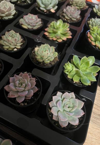 Vertical Succulent Garden Workshop