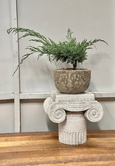 Wabi-Sabi Plant Design Workshop