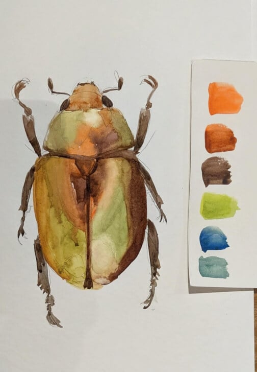 Watercolour Jewel Beetles