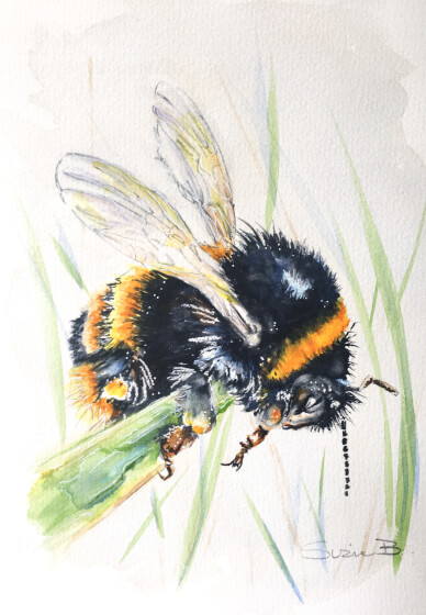Watercolour Workshop: Bumble Bee