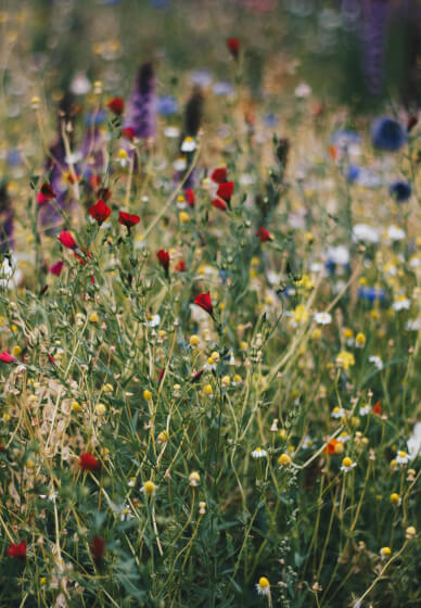 Wild & Whimsical - Floristry Class