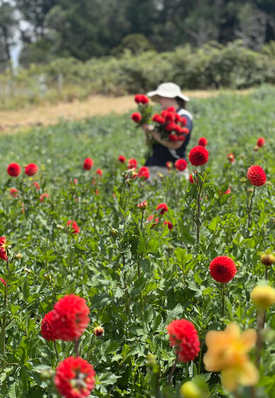 10 Week Farmer to Florist Course
