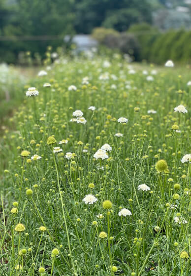 10 Week Farmer to Florist Course
