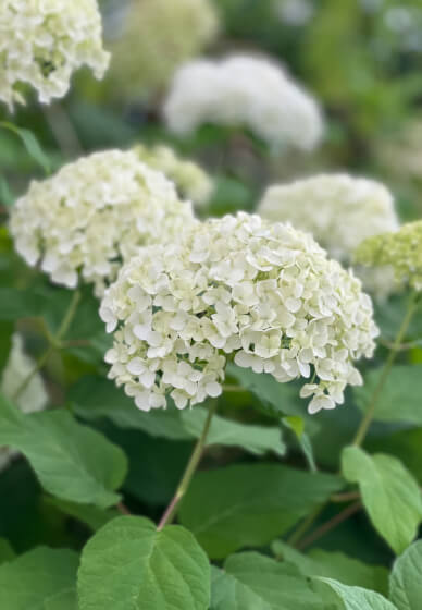 10 Week Farmer to Florist Course