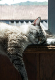 Pet Memorial Embroidered Pocket Shrine Workshop