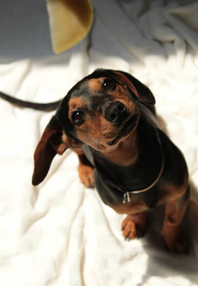 Pet Memorial Embroidered Pocket Shrine Workshop