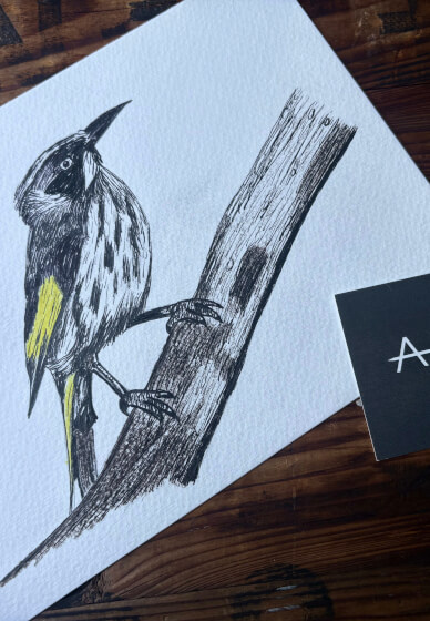 Australian Native Birds: Illustration Workshop