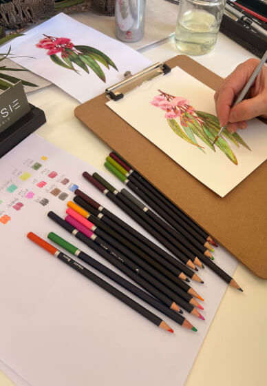 Australian Native Botanicals in Watercolour Pencil Workshop