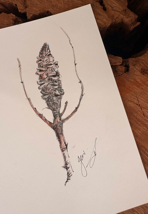 Australian Native Fine Line Workshop