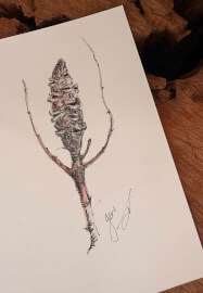 Australian Native Fine Line Workshop