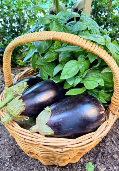 Authentic Flavours of Southern Italy Cooking Class