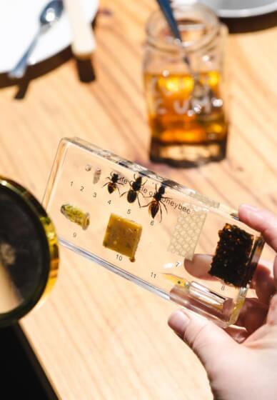 Beehive to Table: Hands-On Honey Harvest Workshop
