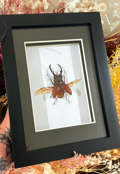 Beetle Pinning Class
