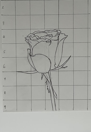 Beginner Drawing Class
