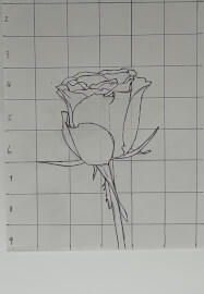 Beginner Drawing Class