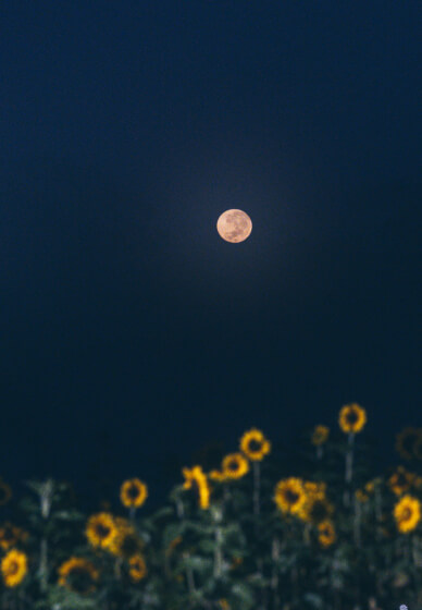 Beginner Nightscape Astronomy Photography Workshop