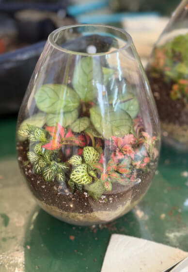 Beginner Terrarium Making Class