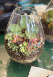 Beginner Terrarium Making Class