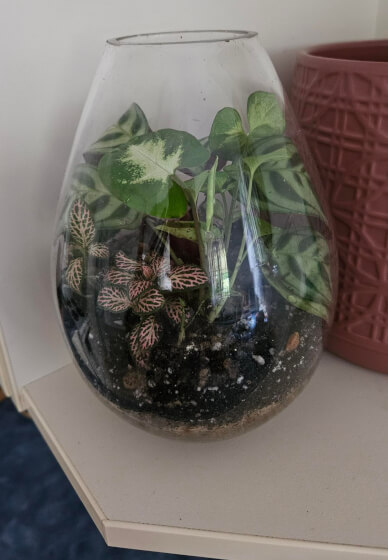 Beginner Terrarium Making Class