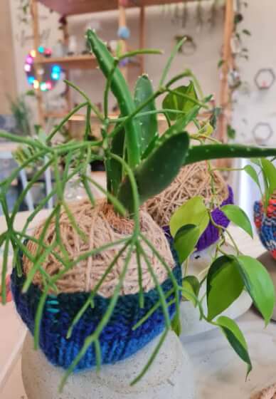 Beginners Kokedama and Yoga Workshop