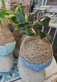 Beginners Kokedama and Yoga Workshop