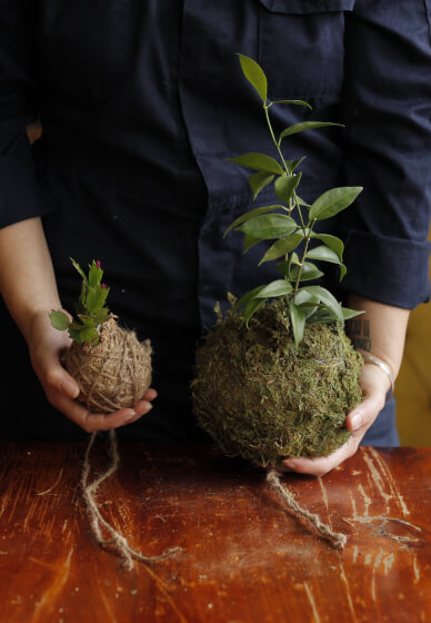 Beginners Kokedama Making Workshop