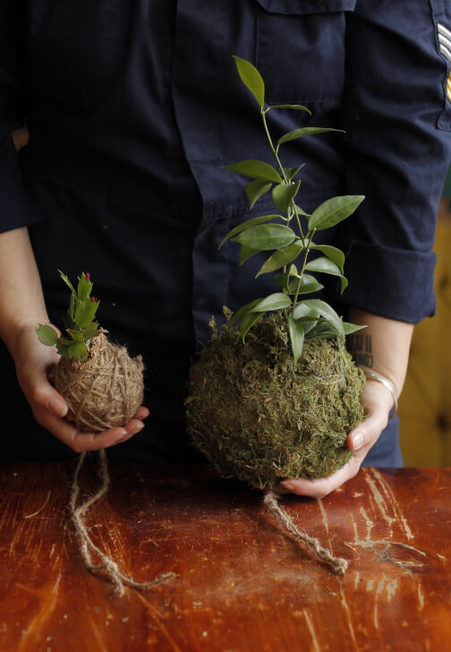 Beginners Kokedama Making Workshop