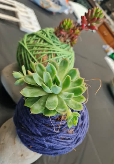 Beginners Kokedama Making Workshop
