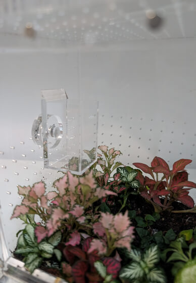 Bioactive Jumping Spider Enclosure Workshop