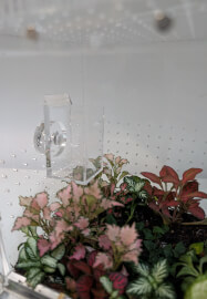 Bioactive Jumping Spider Enclosure Workshop