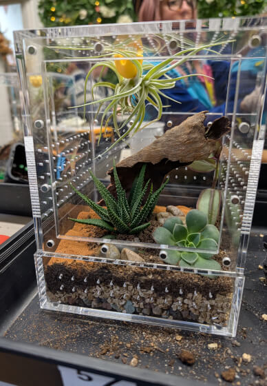 Bioactive Jumping Spider Enclosure Workshop