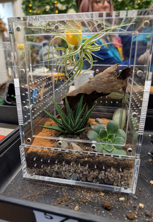 Bioactive Jumping Spider Enclosure Workshop