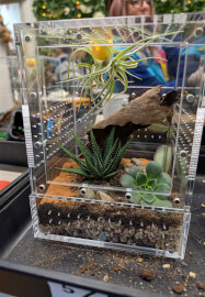 Bioactive Jumping Spider Enclosure Workshop