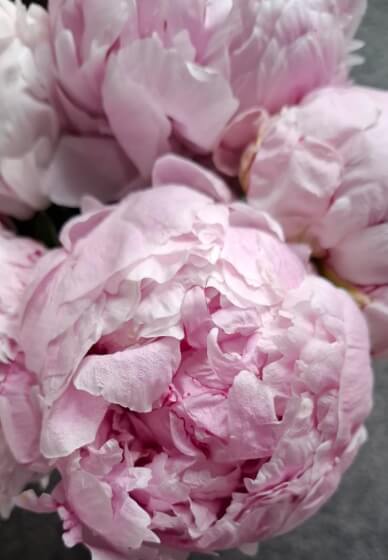 Blooming Amazing Picnic Workshop