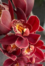 Blooming Amazing Picnic Workshop