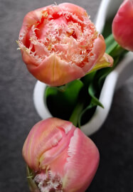 Blooming Amazing Picnic Workshop