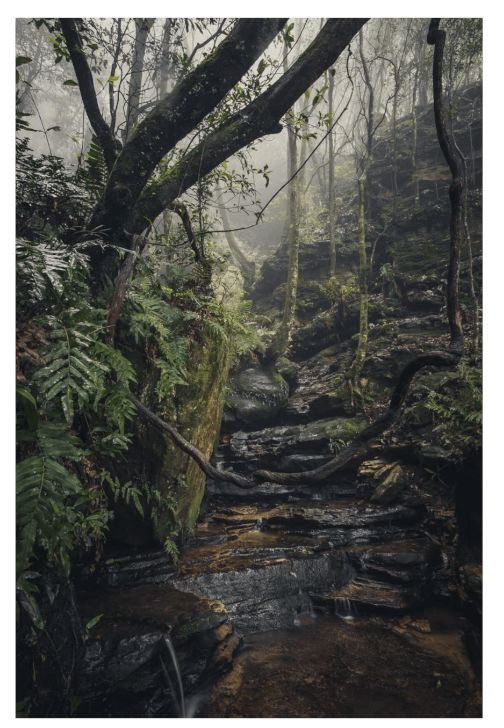 Blue Mountains Photography Workshop