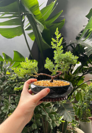 Bonsai Class for Beginners