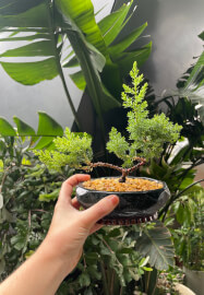 Bonsai Class for Beginners