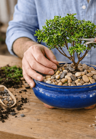 Bonsai Class for Beginners