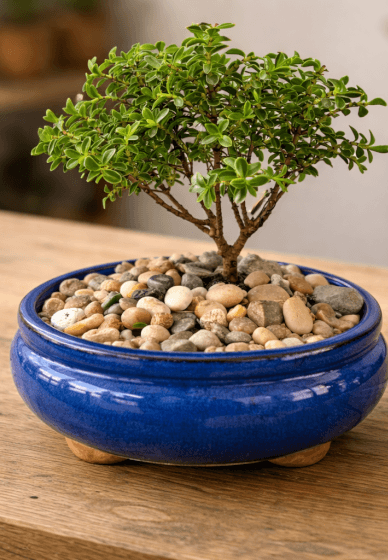 Bonsai Class for Beginners