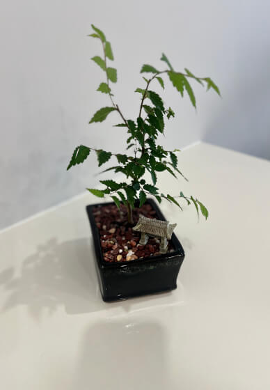 Bonsai for Beginners Workshop