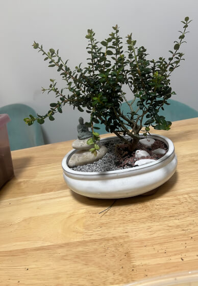 Bonsai for Beginners Workshop