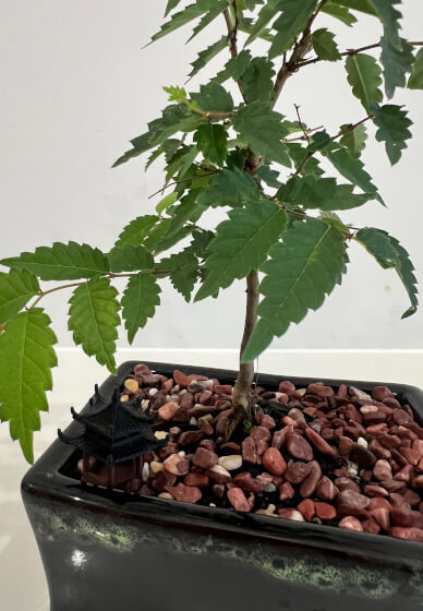 Bonsai for Beginners Workshop